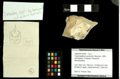 Foto (Objekt + Etiketten) von Cracensigillatus acutirostris (Moericke, 1889) 